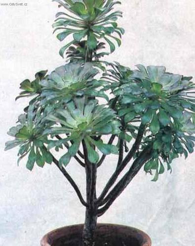 Foto: Eonium drobnolist�