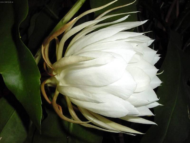 Foto: Epifillum, fylokaktus