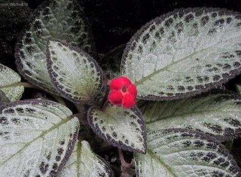 Foto: Episcia