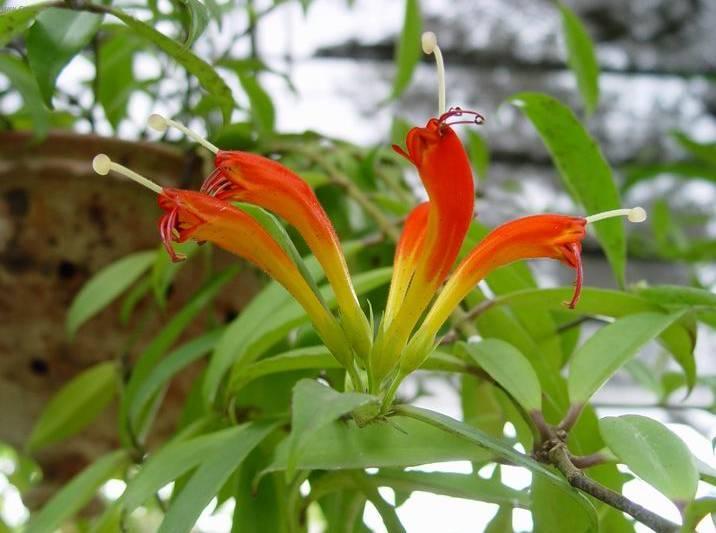 Fotky: Eschynantus (foto, obrazky)