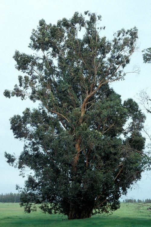 Foto: Eukalypt, Blahovi�n�k Kulatoplod�