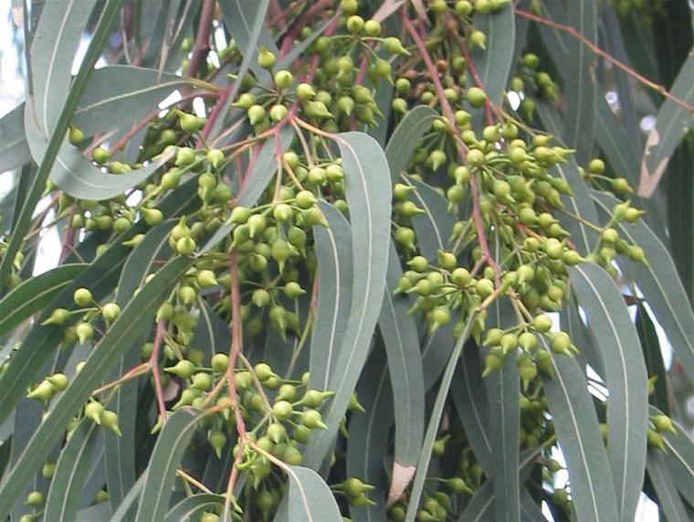 Foto: Eukalypt, Blahovi�n�k Kulatoplod�