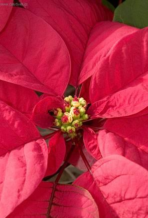 Foto: Pry�ec n�dhern�, v�no�n� hv�zda, poinsetie