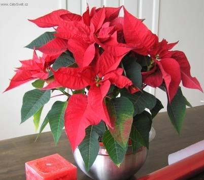 Foto: Pry�ec n�dhern�, v�no�n� hv�zda, poinsetie