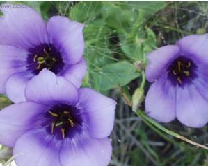 Foto: Eustoma, j�cnovka