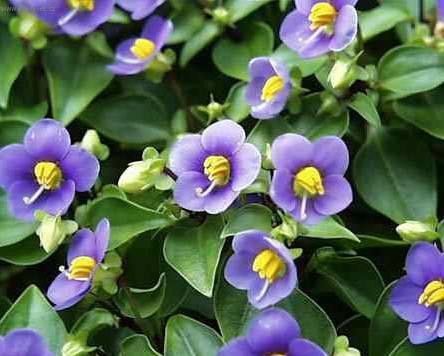 Foto: Exakum, ho�kolist