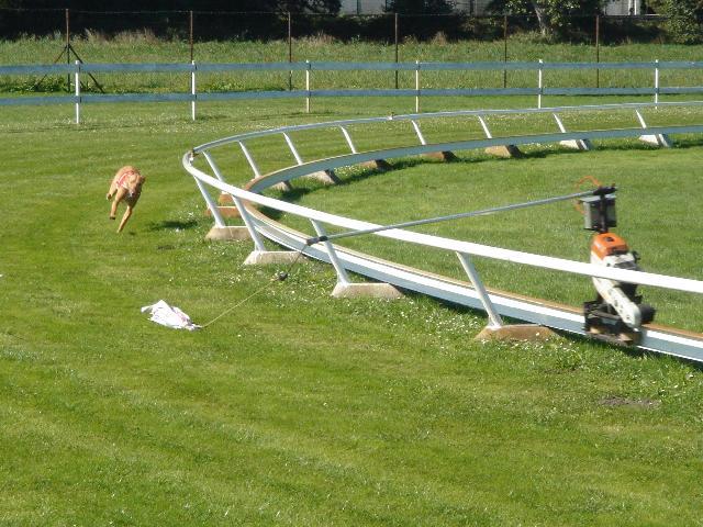 Fotky: Fara�nsk� pes (foto, obrazky)