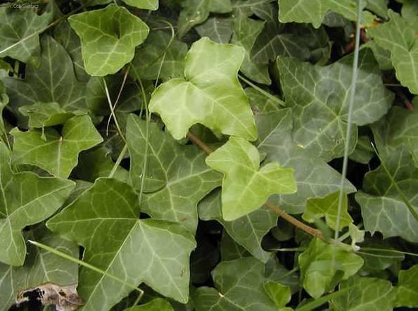 Fotky: Fatshedera, Prodarvec b�e�anov� (foto, obrazky)