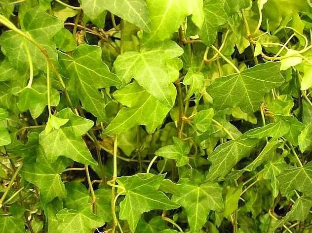 Fotky: Fatshedera, Prodarvec b�e�anov� (foto, obrazky)