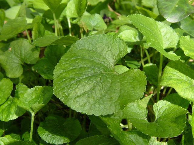 Fotky: Fialka (violka) Vonn� (foto, obrazky)