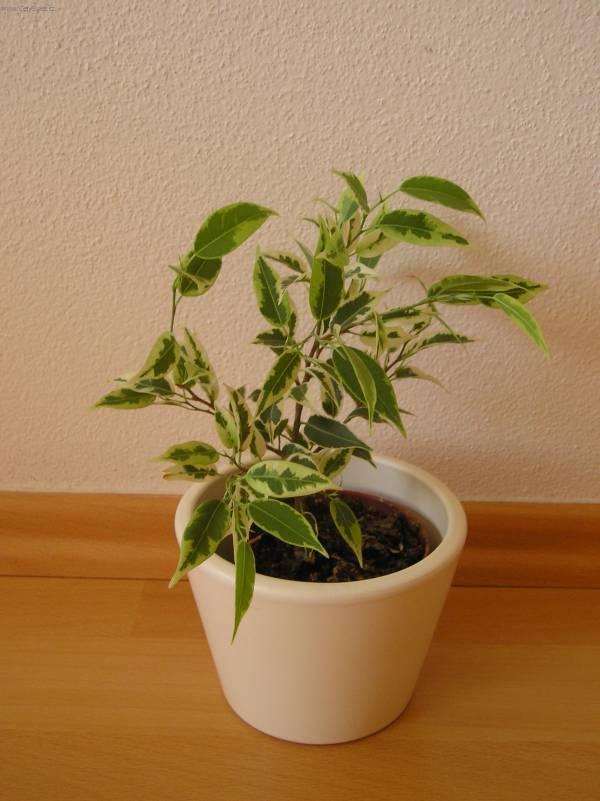 Foto: Fikus Bend�amina-Z vlastn� sb�rky