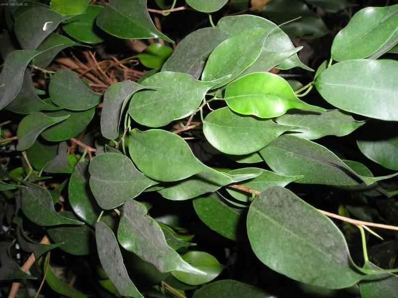 Foto: Fikus-Z vlastn� sb�rky