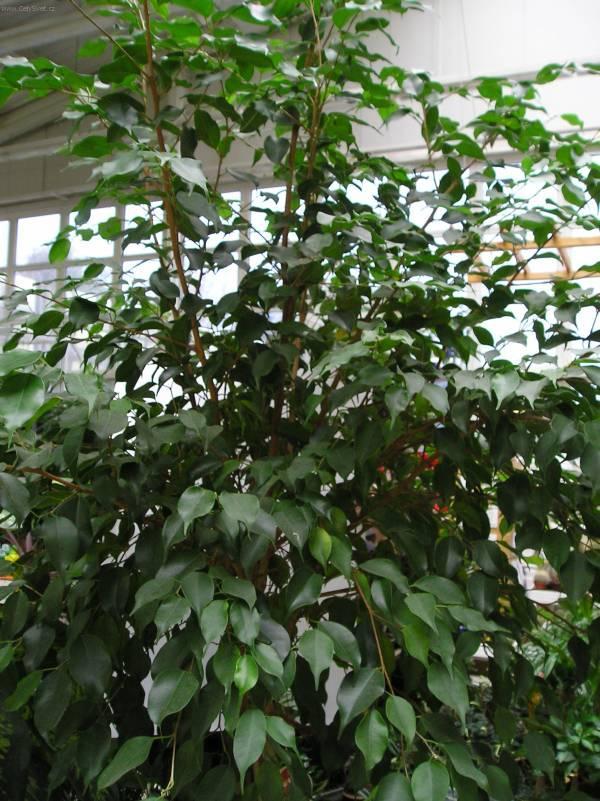 Foto: Fikus-Z vlastn� sb�rky