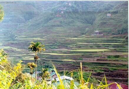 Foto: Filip�ny-a zase r��ov� pole