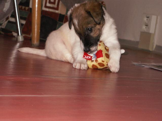 Fotky: Foxteri�r hladkosrst� (foto, obrazky)