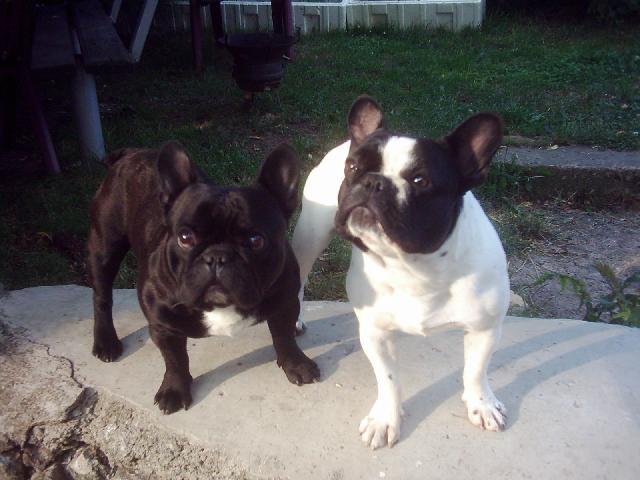 Fotky: Francouzsk� buldo�ek (foto, obrazky)