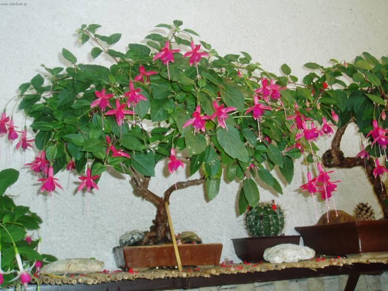 Foto: Fuchsie-Leto�n� sezona byla na fuchsie dobr�. Dal�� foto www.fuchsie.websnadno.cz. Pestitel: Miroslav