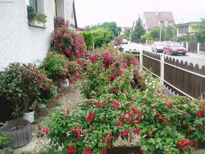 Foto: Fuchsie-Pestitel: Betin