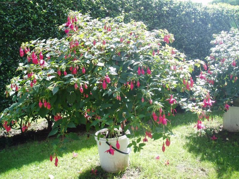 Foto: Fuchsie-Fuchsie (Leto 2005). Pestitel: Miroslav