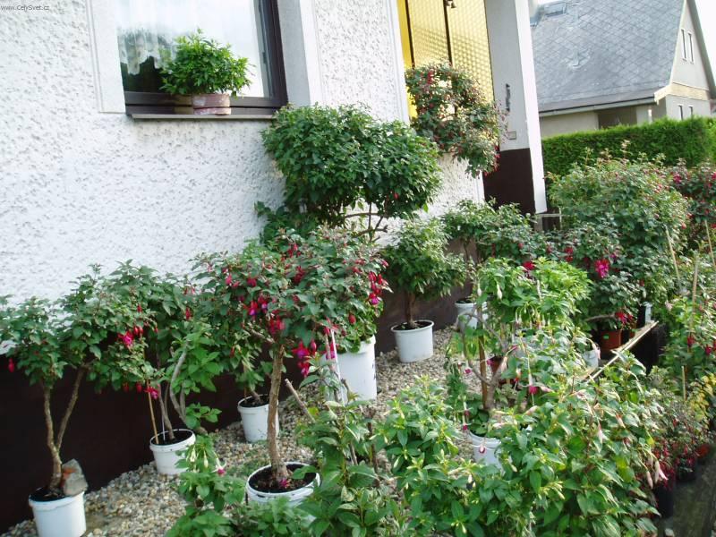 Foto: Fuchsie-Fuchsie (Leto 2005). Pestitel: Miroslav