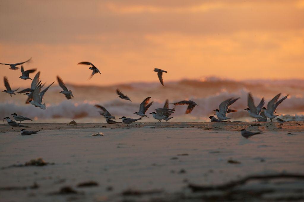 Fotky: Gabon � Gabun (foto, obrazky)