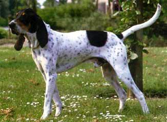 Foto: Gasko�sko-saintgeoisk� honi�