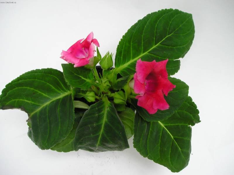 Foto: Glox�nie-Z vlastn� sb�rky