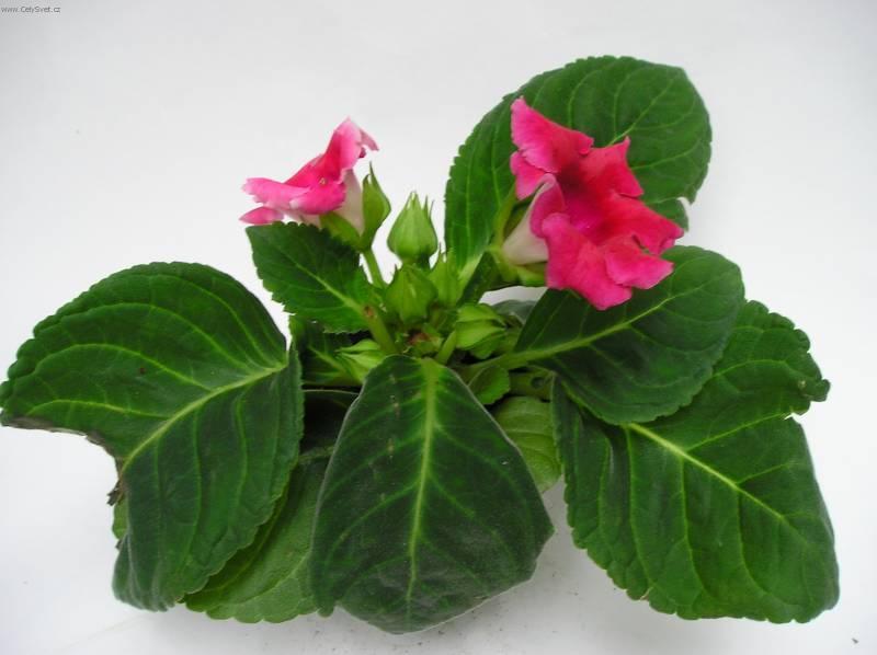 Foto: Glox�nie-Z vlastn� sb�rky