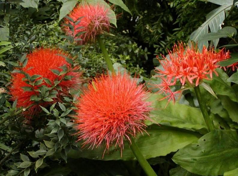 Foto: Hemantus, krvokv�t, slon� ucho