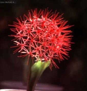 Foto: Hemantus, krvokv�t, slon� ucho