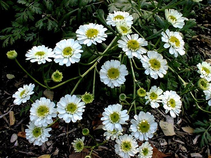 Foto: He�m�nek L�ka�sk�, Prav�