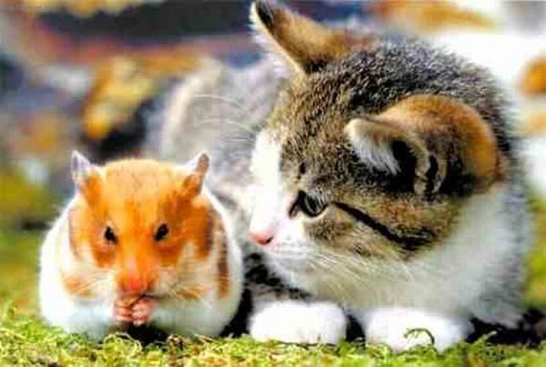 Foto: Historie dom�c� ko�ky-Fotka od Jany