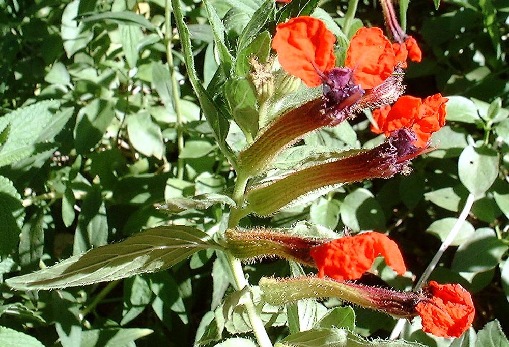 Foto: Hlazenec ohniv�, kufea