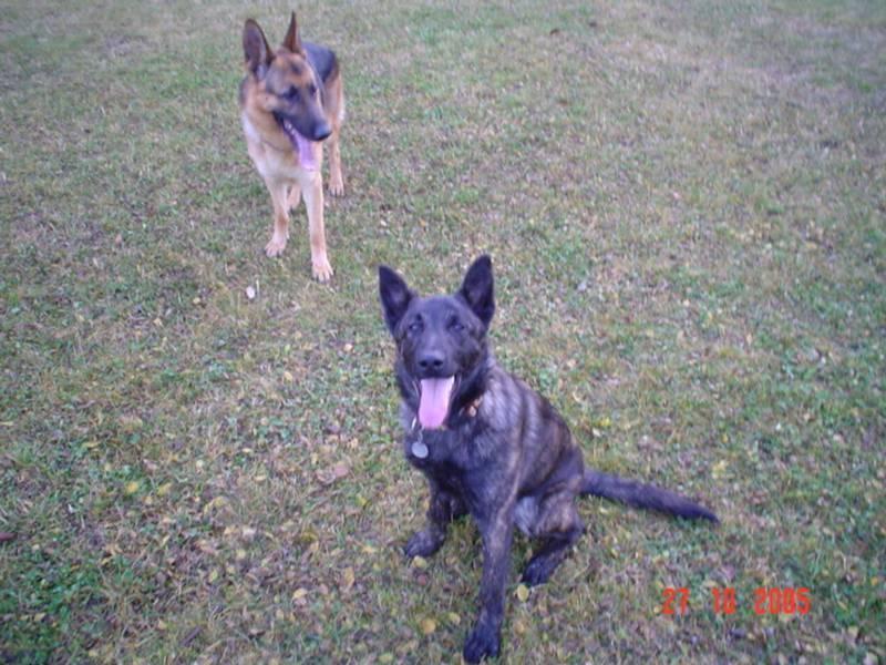 Fotky: Holandsk� ov��k (foto, obrazky)