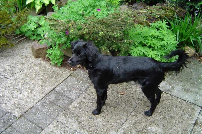 Fotky: Holandsk� tulip�nov� pes (foto, obrazky)