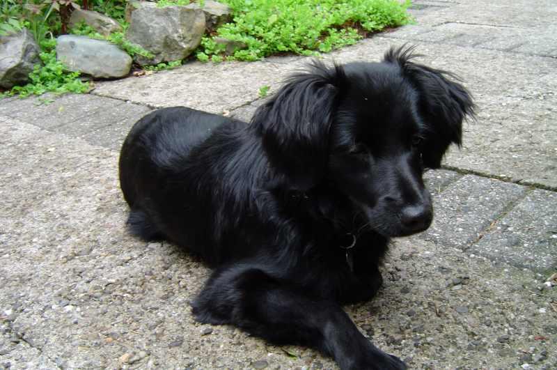 Foto: Holandsk� tulip�nov� pes-Van Sola. Majitel: ryanneamerica@yahoo.com