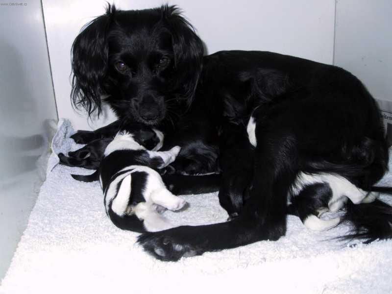 Foto: Holandsk� tulip�nov� pes-Van Sola. Majitel: ryanneamerica@yahoo.com