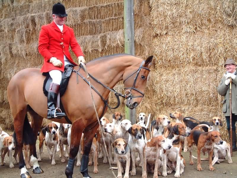 Fotky: Honi�i (foto, obrazky)