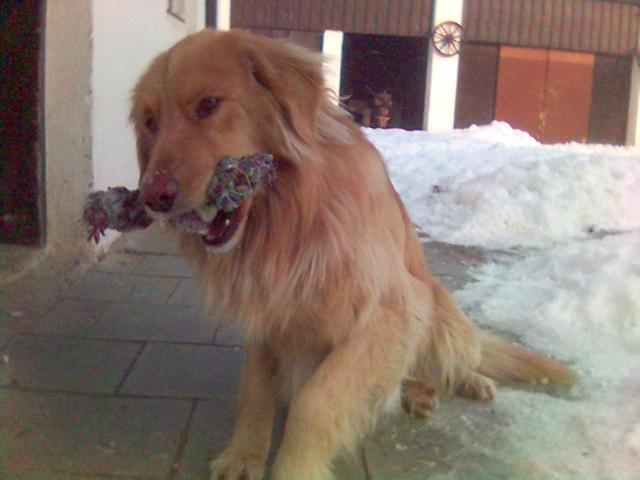 Foto: Hovawart-Majitelka: Karol�na Ve�erkov�