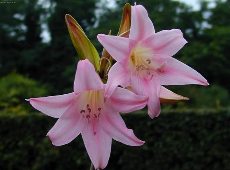 Fotky: Hv�zdn�k, zornice, amarylis (foto, obrazky)