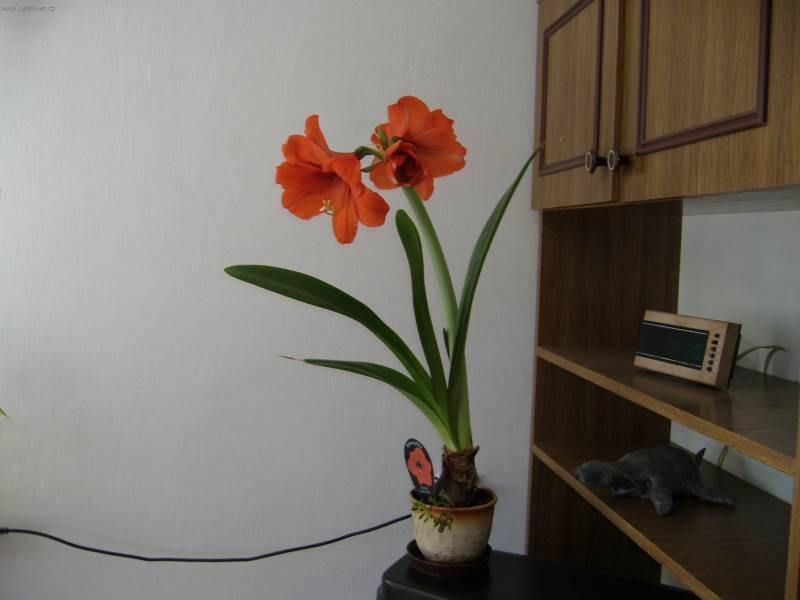 Fotky: Hv�zdn�k, zornice, amarylis (foto, obrazky)