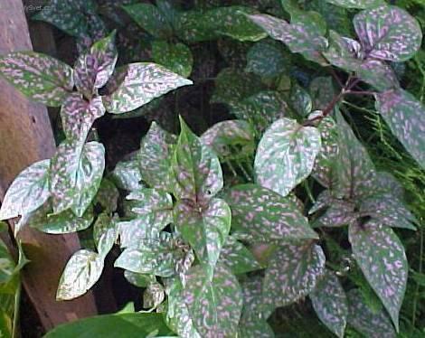 Foto: Hypoestes,  podrostovka