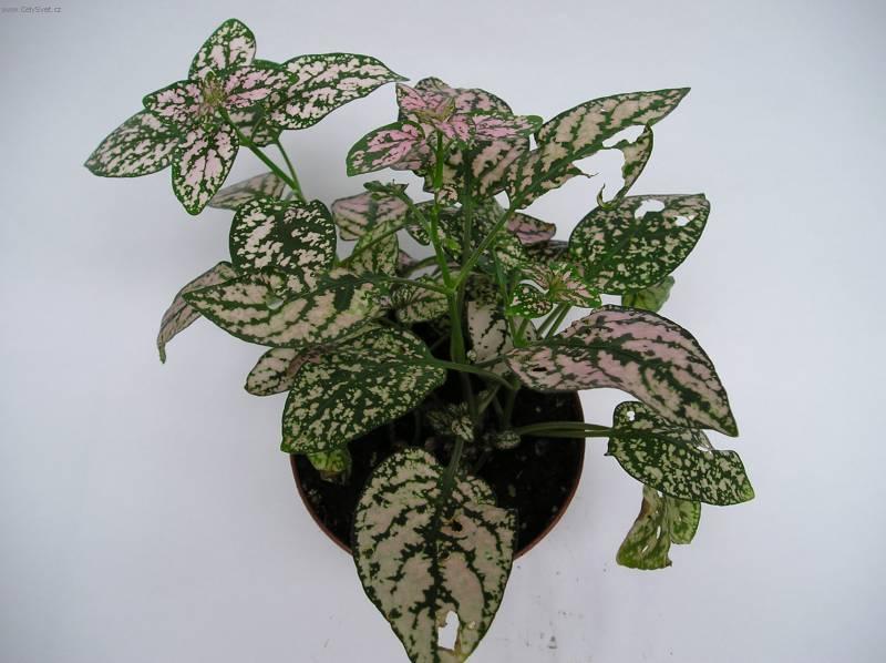 Foto: Hypoestes,  podrostovka-Z vlastn� sb�rky