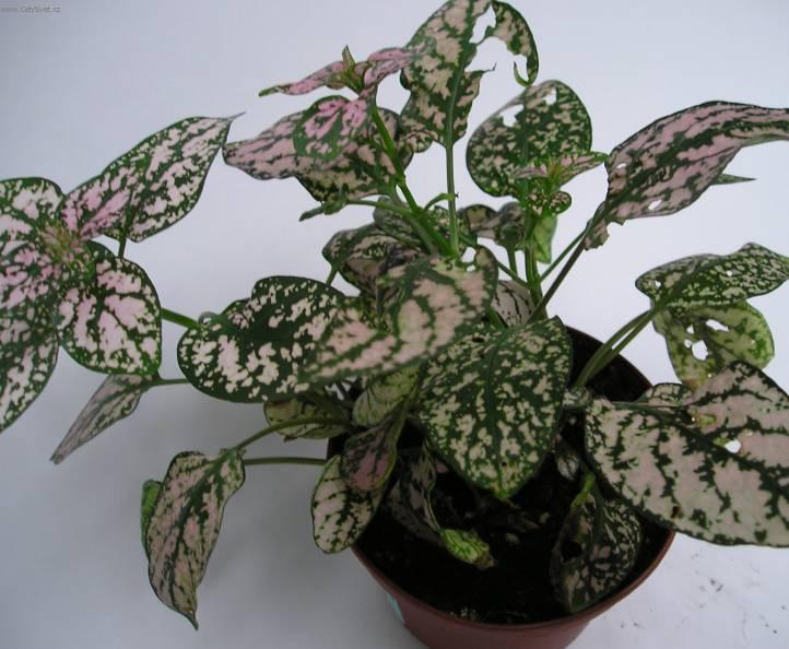 Foto: Hypoestes,  podrostovka-Z vlastn� sb�rky