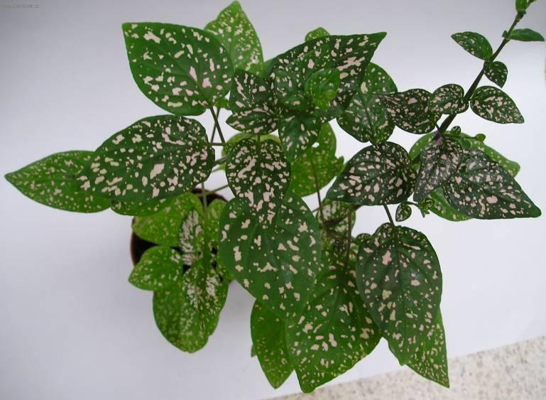 Foto: Hypoestes,  podrostovka-Z vlastn� sb�rky