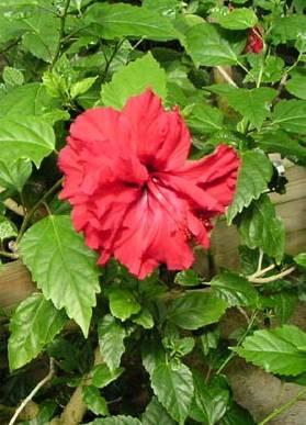 Foto: Ibi�ek ��nsk�