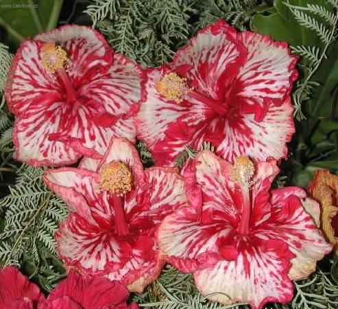 Foto: Ibi�ek ��nsk�