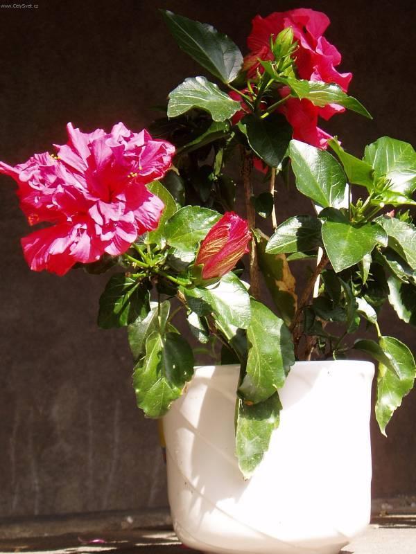 Foto: Ibi�ek ��nsk�-Taky hezk� kv�t