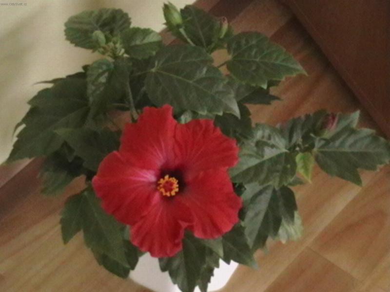 Foto: Ibi�ek ��nsk�-Pestitel: Lubo�