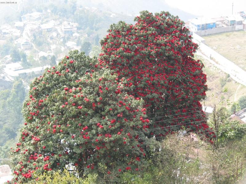 Foto: Indie-Zdej�� rozkvetl� stromy von�ly v�ude ve m�st�